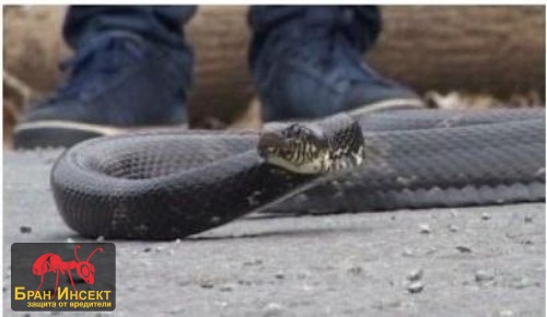 Какво е херпетолог? Как се улавят змии? - Бран Инсект