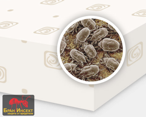 Акари – съвети за почистването и убиването им. - Бран Инсект