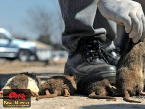 Борба с гризачи от лицензирана фирма - Бран Инсект