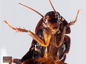 Вечната битка между човека и хлебарката - Бран Инсект