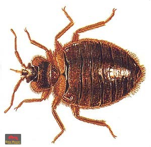 Дървениците – паразитите, за които знаем малко - Бран Инсект