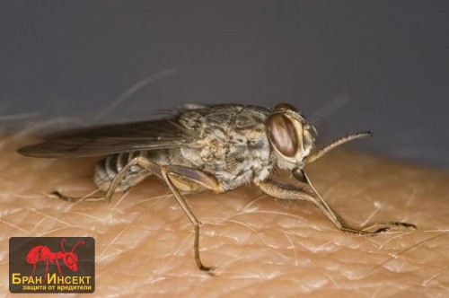 Мухата цеце - какви опасности крие ухапването ѝ? - Бран Инсект