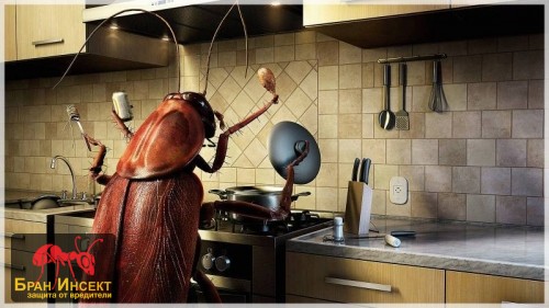 Помощ! Хлебарки! 5 причини да се обърнем за помощ към специалист - Бран Инсект