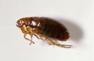 Fleas