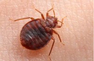 Bedbugs