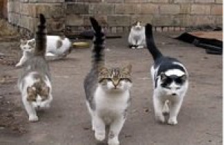 Прогонване на котки