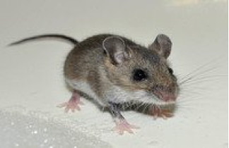 House mouse