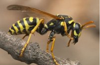 Wasps