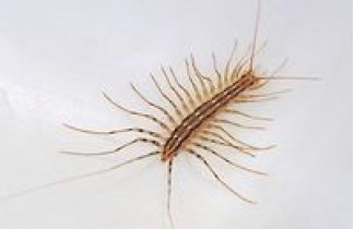 Scolopendra Centipedes Script