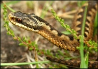 Снимки на Змии Снимки на Змии - Бран Инсект