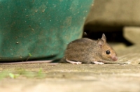 Снимки на мишки Снимки на мишки - Бран Инсект