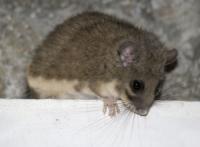 Снимки на сънливци Снимки на сънливци - Бран Инсект