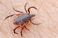 Снимки на кърлежи Снимки на кърлежи - Бран Инсект