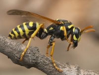 Снимки на оси Снимки на оси - Бран Инсект