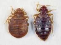 Bedbugs - destruction, protection and combat