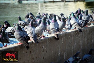 Гълъби Гълъби - Бран Инсект