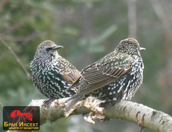 Скорци (косове) Скорци (косове) - Бран Инсект