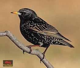 Скорец (кос) Скорец (кос) - Бран Инсект