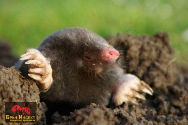 Къртици Къртици - Бран Инсект