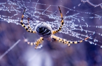 Spiders- destruction, protection and combat