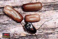 Яйца на хлебарки Яйца на хлебарки - Бран Инсект