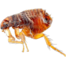 Бълхи - Бран Инсект