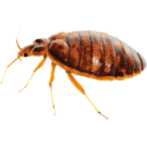 Дървеници - Бран Инсект