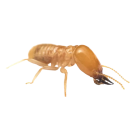 Дървояди - Бран Инсект