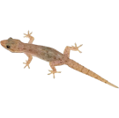 Гущери - Бран Инсект