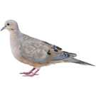 Гълъби - Бран Инсект