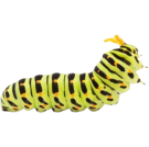 Гъсеници - Бран Инсект