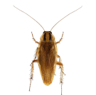 Черни хлебарки - Бран Инсект