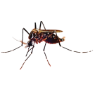 Комари - Бран Инсект