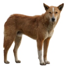 Кучета - Бран Инсект