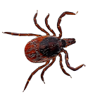 Кърлежи - Бран Инсект