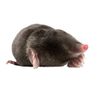 Къртици - Бран Инсект