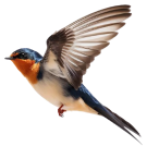 Лястовици - Бран Инсект