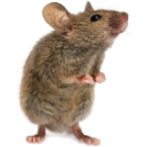 Мишки - Бран Инсект