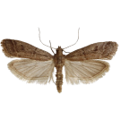 Молци - Бран Инсект