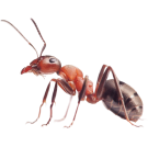 Мравки - Бран Инсект