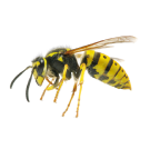 Оси - Бран Инсект