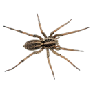 Паяци - Бран Инсект