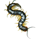 Сколопендра - Бран Инсект