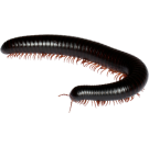 Стоножки (Скрипя) - Бран Инсект