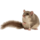 Сънливци (Съсели) - Бран Инсект