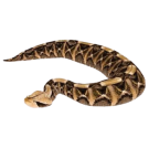 Змии - Бран Инсект