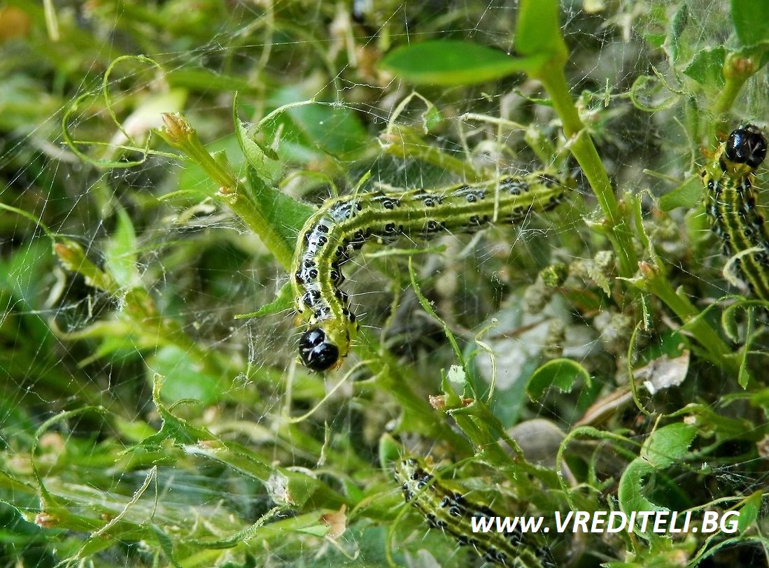 Как да спася чемшира от гъсеници? - Бран Инсект