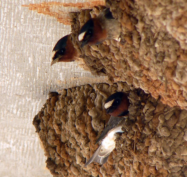 Градска лястовица (Delichon urbicum) - специфики - Бран Инсект