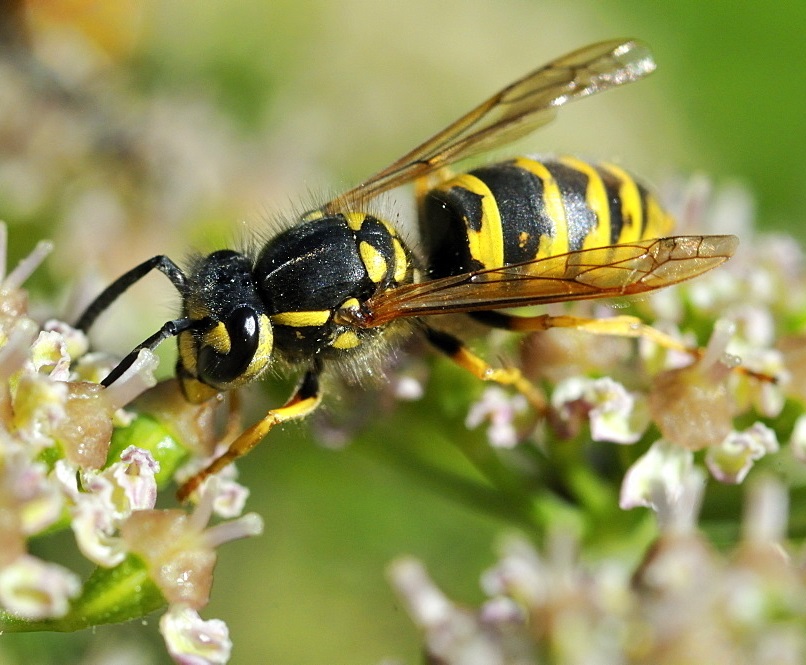 Обикновена оса (Vespula vulgaris)