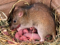 Помощ срещу плъхове и мишки - Бран Инсект